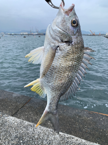 キビレの釣果