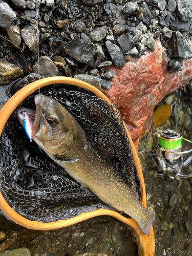 イワナの釣果