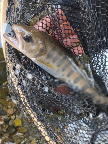 ヤマメの釣果