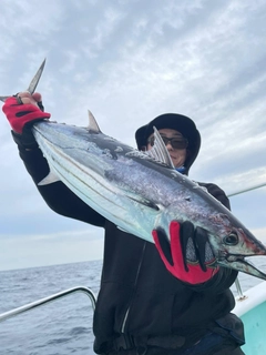 カツオの釣果