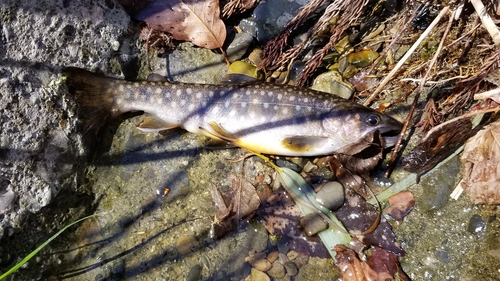 イワナの釣果