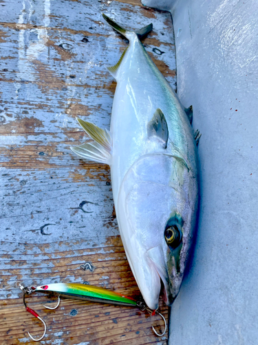 ワラサの釣果