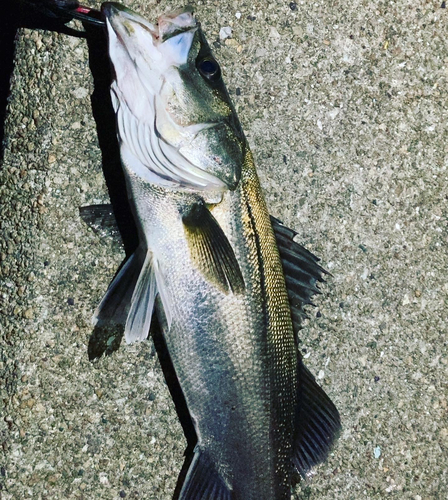 シーバスの釣果