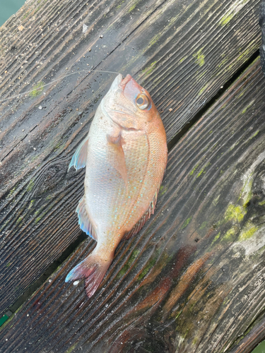 チャリコの釣果