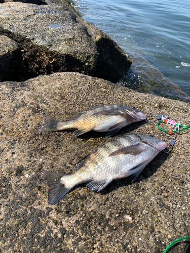 チヌの釣果