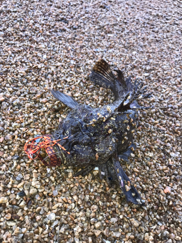 オニオコゼの釣果