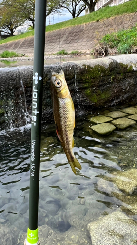 カワムツの釣果