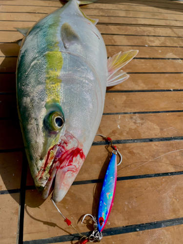 ワラサの釣果