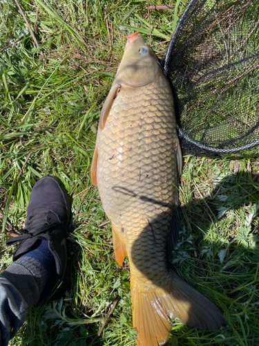 コイの釣果