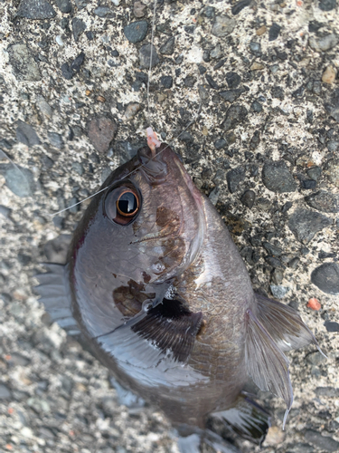 スズメダイの釣果