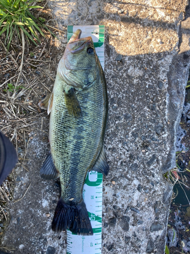 ブラックバスの釣果