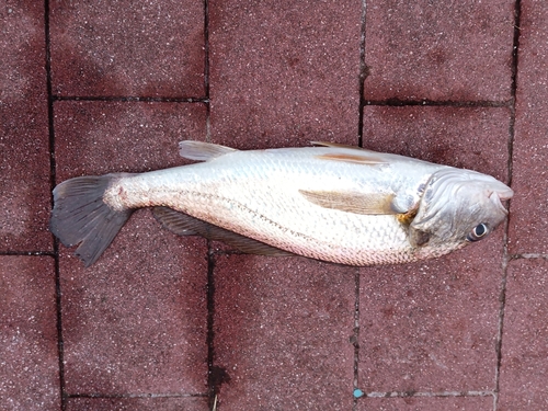 イシモチの釣果