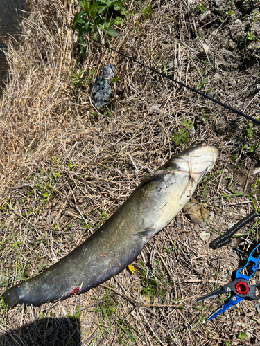 ナマズの釣果