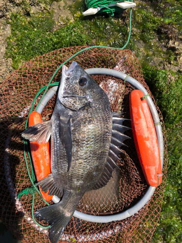 チヌの釣果