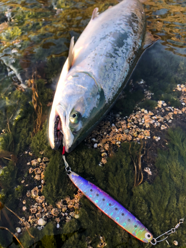 サクラマスの釣果