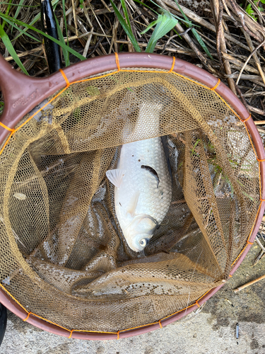 ヘラブナの釣果