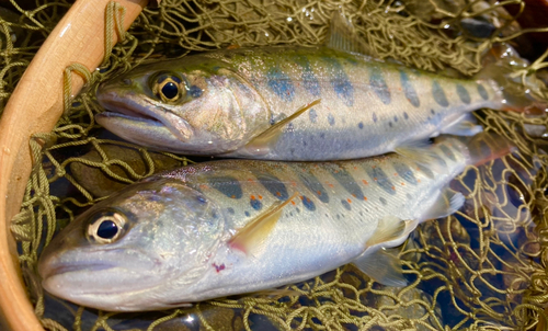 アマゴの釣果