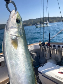 ハマチの釣果