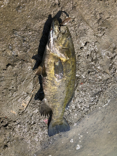 スモールマウスバスの釣果