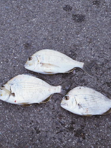 ヘダイの釣果