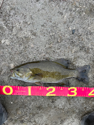 スモールマウスバスの釣果