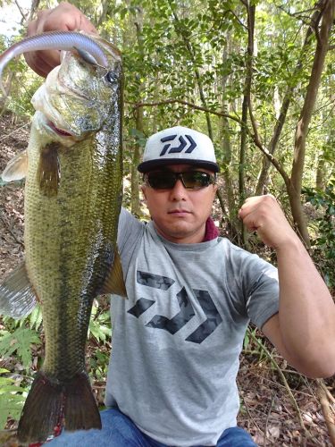 ブラックバスの釣果