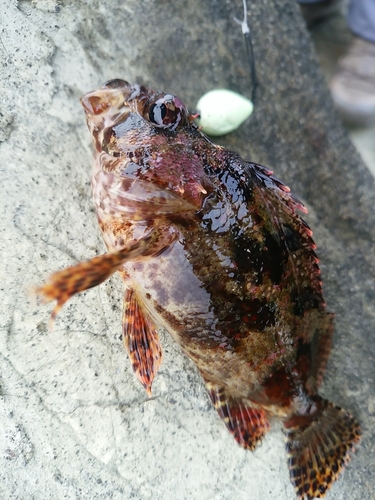 ヨロイメバルの釣果