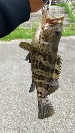 チャイロマルハタの釣果