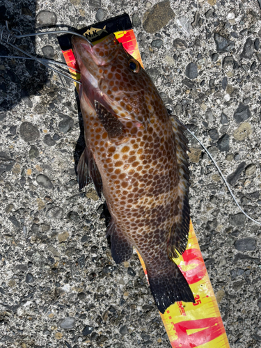 オオモンハタの釣果