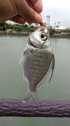 イトヒキサギの釣果