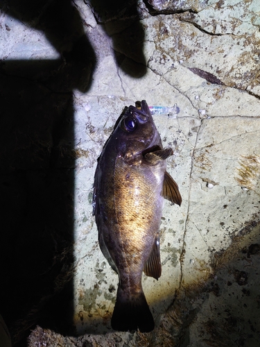 アオメバルの釣果