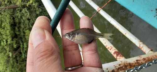 タナゴの釣果