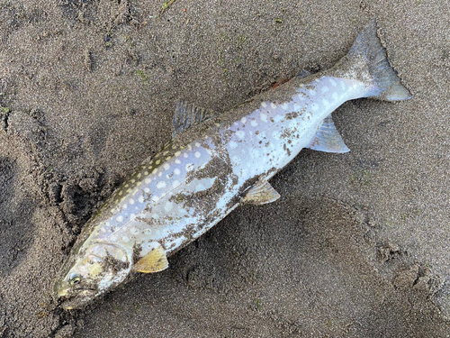 アメマスの釣果