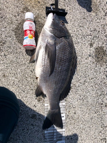 チヌの釣果