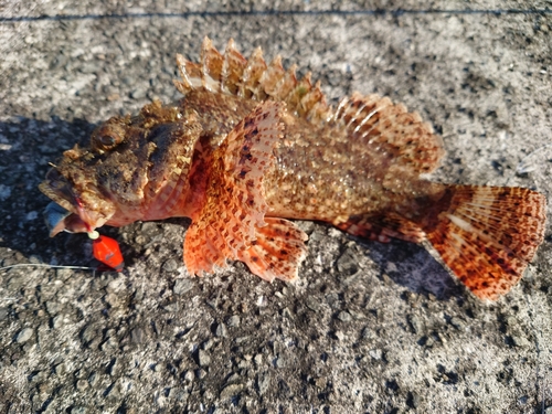 オニカサゴの釣果