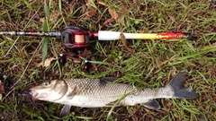 ニゴイの釣果