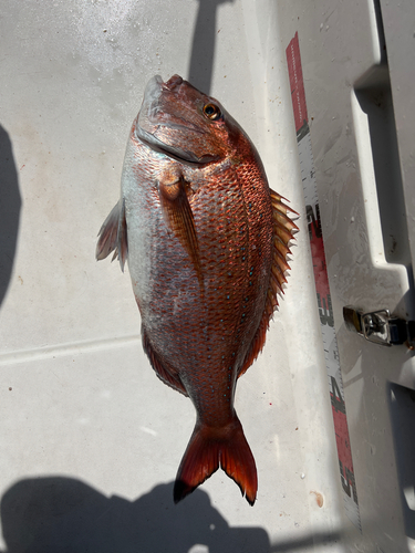 マダイの釣果