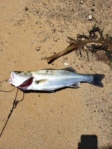 フッコ（マルスズキ）の釣果