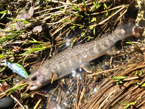 ニッコウイワナの釣果