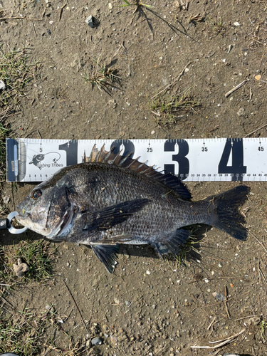 チヌの釣果