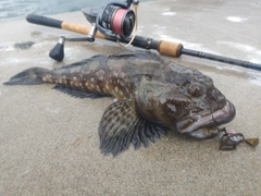 カジカの釣果