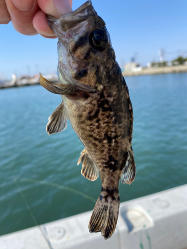 クロソイの釣果