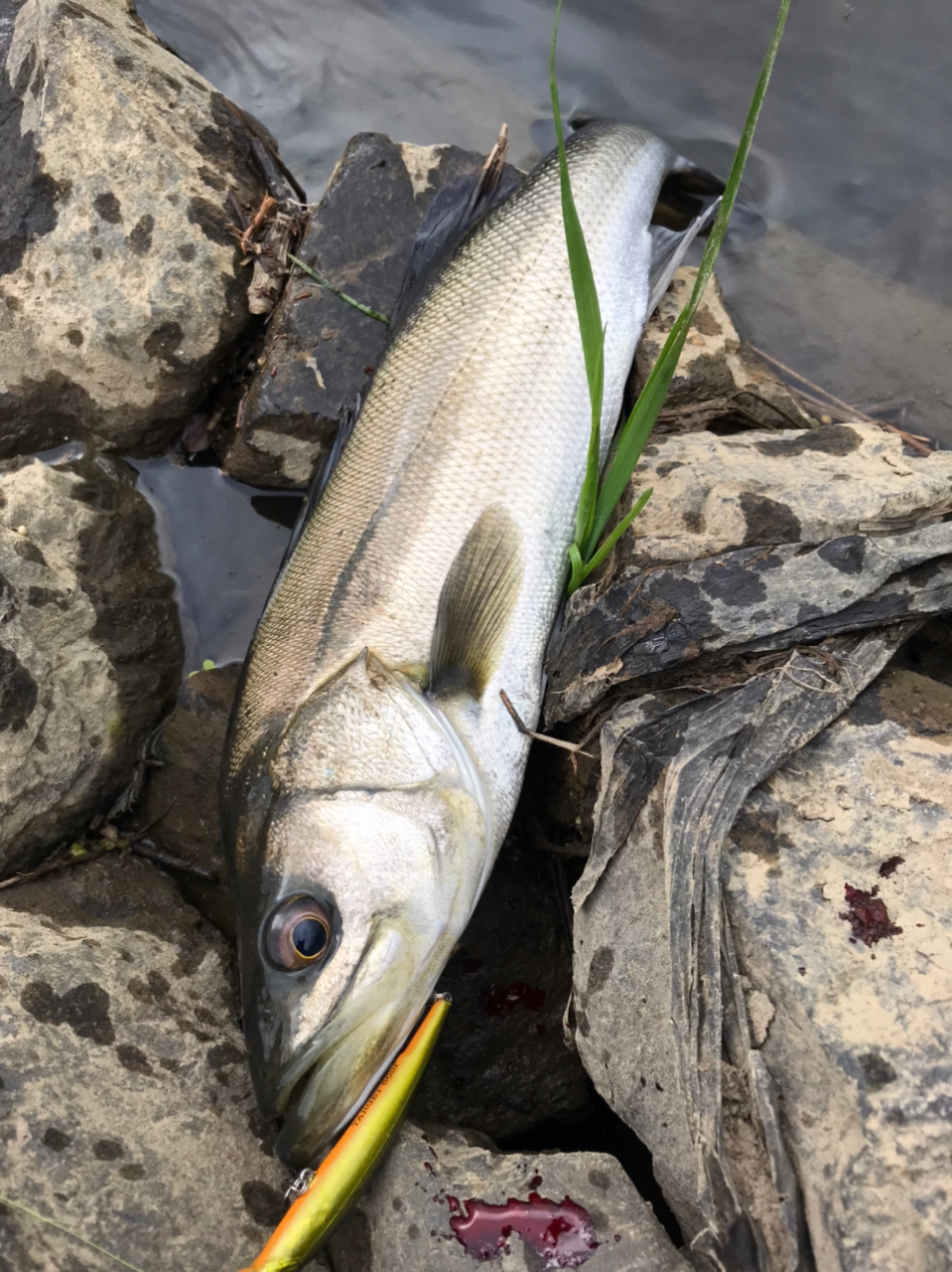 アングラー4911265 さんの 2022年04月17日のシーバスの釣り・釣果情報(千葉県 - 利根川中流) - アングラーズ |  釣果600万件の魚釣り情報サイト