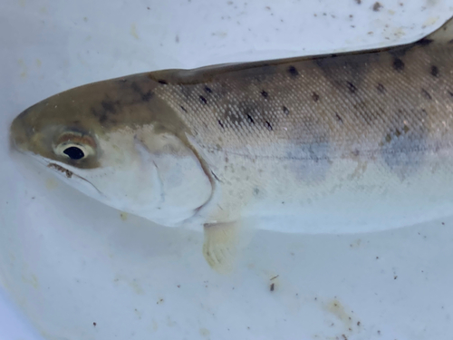 ヤマメの釣果