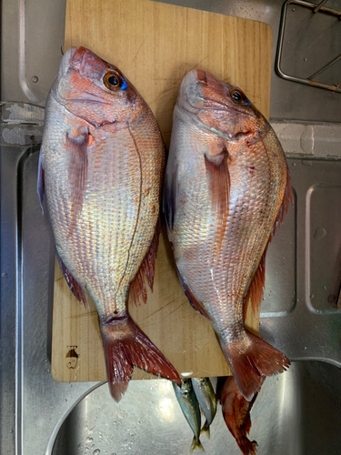 マダイの釣果