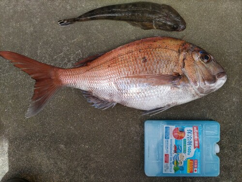 タイの釣果