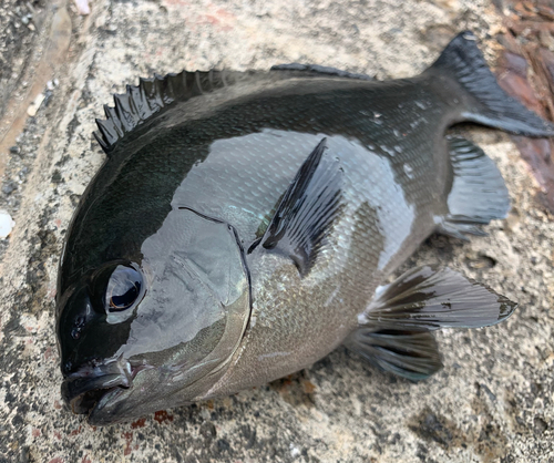 メジナの釣果