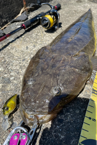 マゴチの釣果