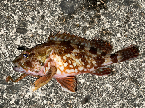 カサゴの釣果