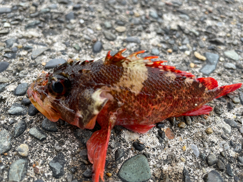 カサゴの釣果